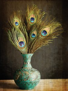 Peacock Feathers 