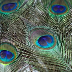 Peacock Feathers 