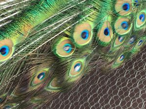 Peacock Feathers and Their Spiritual Significance