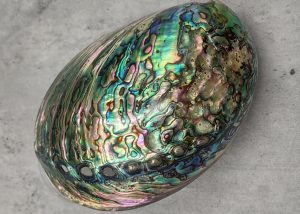 Abalone Shell: Beauty & Benefits Explained