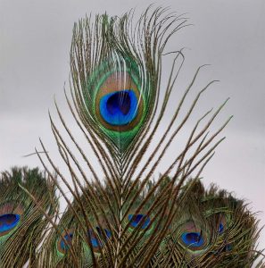 Peacock Feathers 