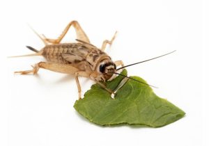 What Crickets Eat: A Complete Guide to Their Diet