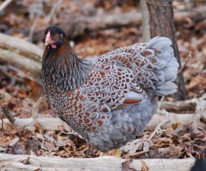 Blue Laced Red Wyandottes