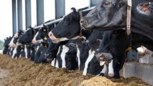 The Approach of Dairy Farming as a Business and the Costs of a Milking Machine in Kenya