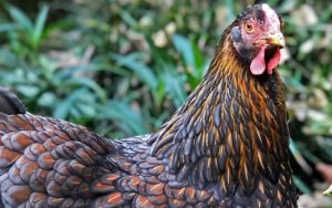 Blue Laced Red Wyandottes: A Beautiful and Hardy Breed