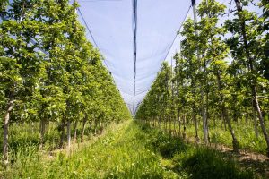 A Buyer’s Guide: Understanding Shade Net Prices in Kenya