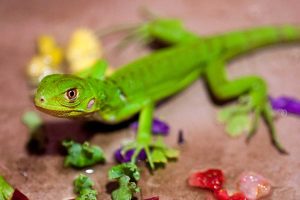 What Do Baby Lizards Eat? A Complete Guide to Their Diet