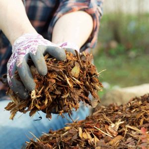 Cedar Mulch: Benefits, Uses, and Everything You Need to Know