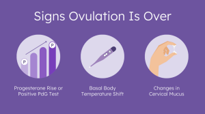 Ovulation Signs Bellabeat.com