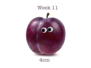 11 Weeks Pregnant Baby Size Fruit Bellabeat.com