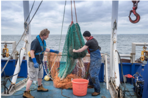 Fishing Nets and Ocean Plastics: A Hidden Environmental Crisis
