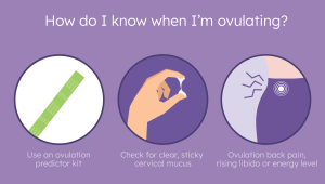 Ovulation Signs Bellabeat.com