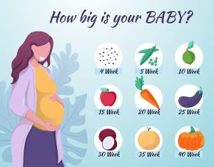 11 Weeks Pregnant Baby Size Fruit Bellabeat.com