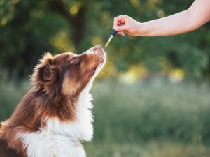 What Makes a Good Routine When Using CBD Oil for Dogs