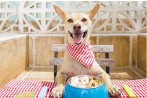 What Is Novel Protein Dog Food and Should You Be Feeding It to Your Pet?