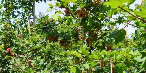 Striking the Right Balance: Preserving Trees While Shaping Sustainable Landscapes in Australia