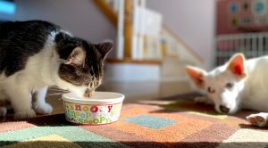 Balancing the Budget: How to Include Pet Care in Your Financial Planning