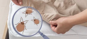 Unseen Invaders: Understanding Bed Bug Behaviour and Tips for Prevention