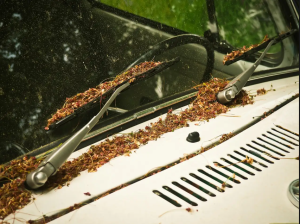 How Regular Windshield Maintenance Improves Your Car’s Safety
