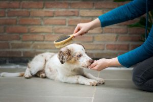 Professional Pet Grooming Tips for Healthier Animals