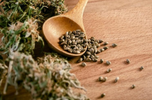 A Closer Look at the Best Cannabis Seed Brands in the US Market (2026)