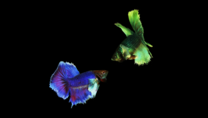 Discovering the Diverse World of Wild Betta Fish