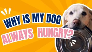 Why Is My Dog Always Hungry? Diet & Behavior Causes 2026