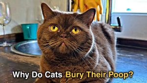 Why Do Cats Bury Their Poop? Surprising Reasons 2026