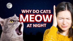 Why Do Cats Meow at Night? Sleep Disruption Fixes 2026