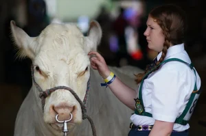 Why Do Bulls Have Nose Rings? Farmer Secrets 2026