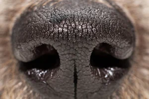 Why Is My Dog’s Nose Running? Vet-Approved Answers 2026