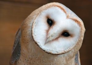Why Do Owls Hoot? Surprising Reasons Revealed 2026