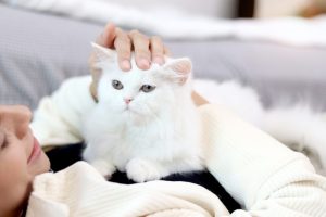 Why Does My Cat Lay on My Chest? Explained! 2026