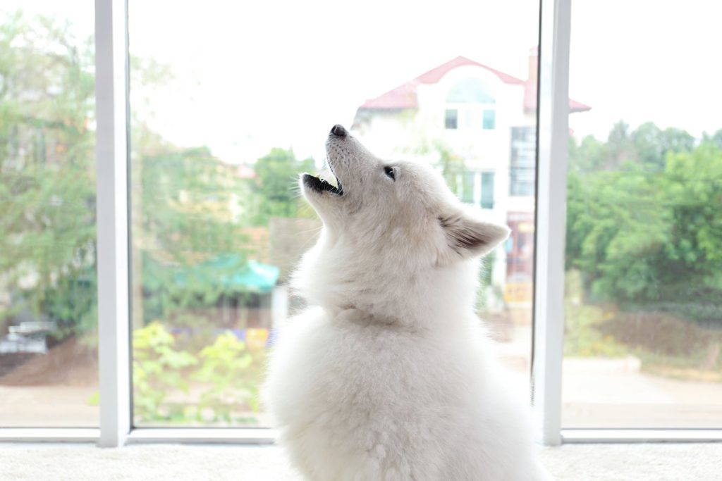 Why Do Dogs Howl at Sirens? Instincts Explained — Common Reasons 2026
