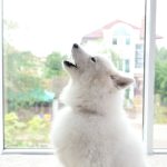 Why Do Dogs Howl at Sirens? Instincts Explained — Common Reasons 2026