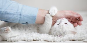 Why Does My Cat Bite Me? Signs You Shouldn’t Ignore 2026