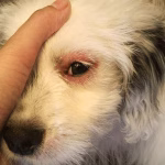 Why Are My Dog's Eyes Red? Causes & Treatment Guide 2026