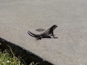 Why Do Lizards Do Push Ups? Territorial Signals 2026