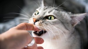 Why Do Cats Bite? Expert Behavior Guide 2026