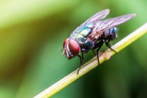 Why Are Flies So Annoying? How to Stop Them 2026