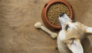 Why Is My Dog Not Eating His Food but Will Eat Treats at Night? 2026