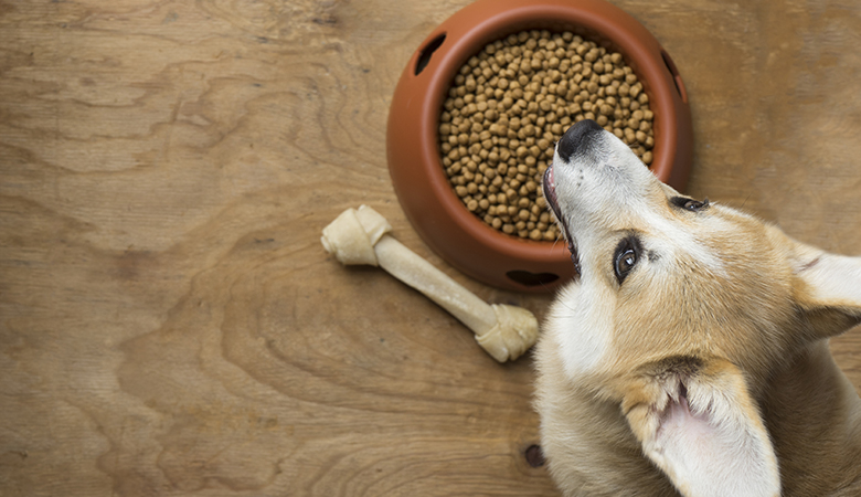 Why Is My Dog Not Eating His Food but Will Eat Treats at Night? 2026