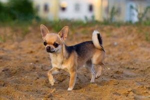 Why Is My Dog Limping? Common Causes Explained 2026
