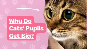 Why Do Cats Pupils Get Big? Mood & Health 2026