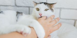 Why Does My Cat Bite Me When I Pet Her: Causes Explained 2026