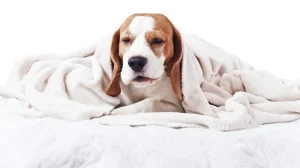 Why Is My Dog Coughing After Drinking Water? 2026