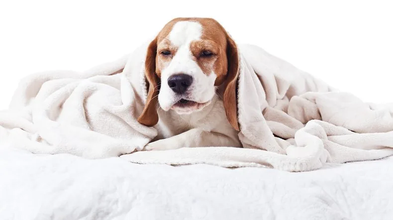 Why Is My Dog Coughing After Drinking Water? 2026