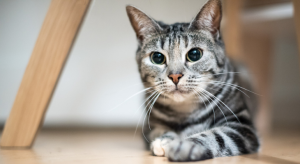 Why Do Cats Eyes Dilate? Vet-Explained Reasons 2026