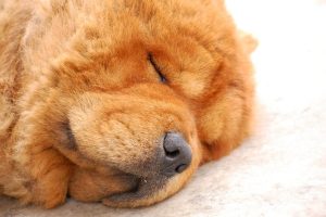 Why Do Dogs Snore? When to Worry 2026