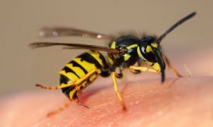 Why Are Wasps So Aggressive? What Triggers Them 2026